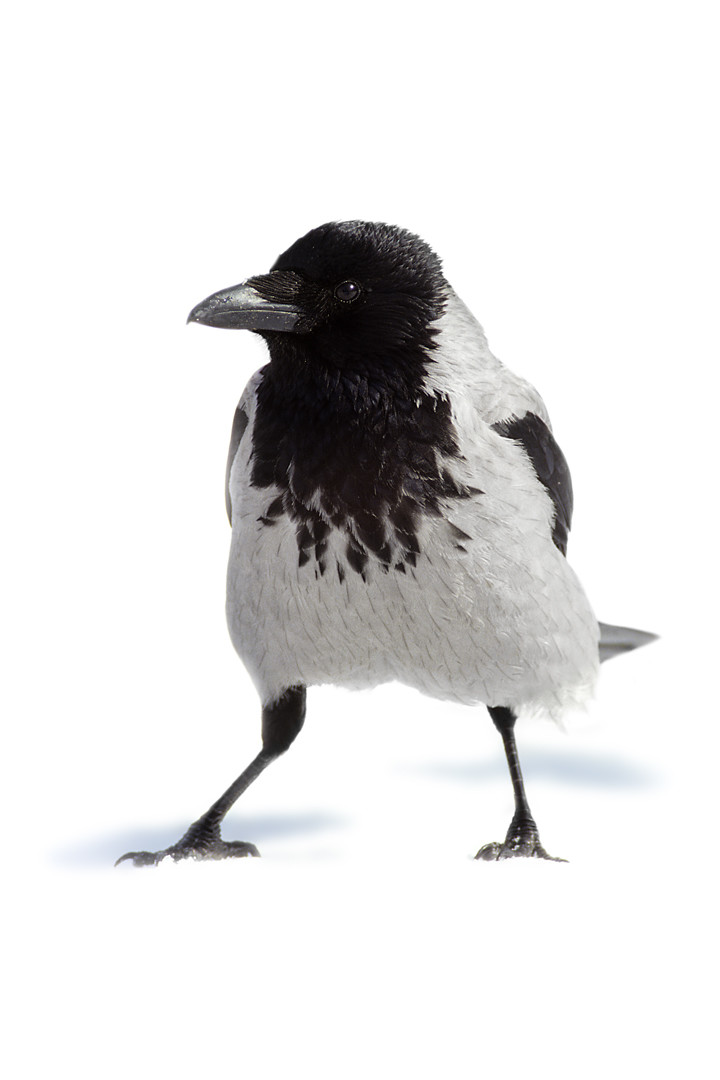 Kråkan