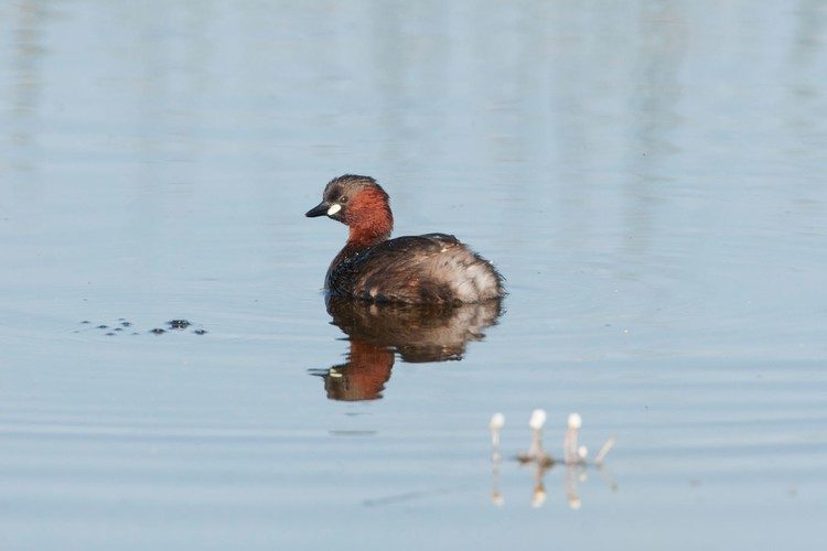 0221 Smådoppin_MG_6219.JPG