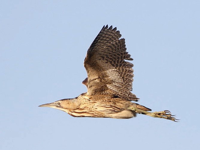 0304 rördrom_H9R3654.jpg