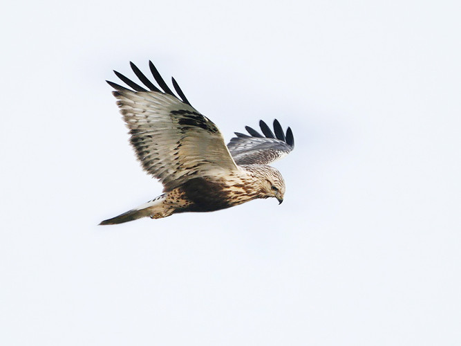 0321 fjällvråk_MG_1646.jpg