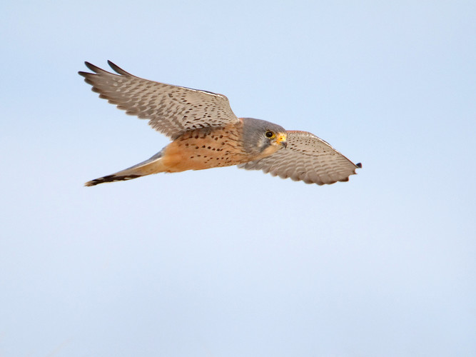 0326 Tornfalk_MG_1911.jpg