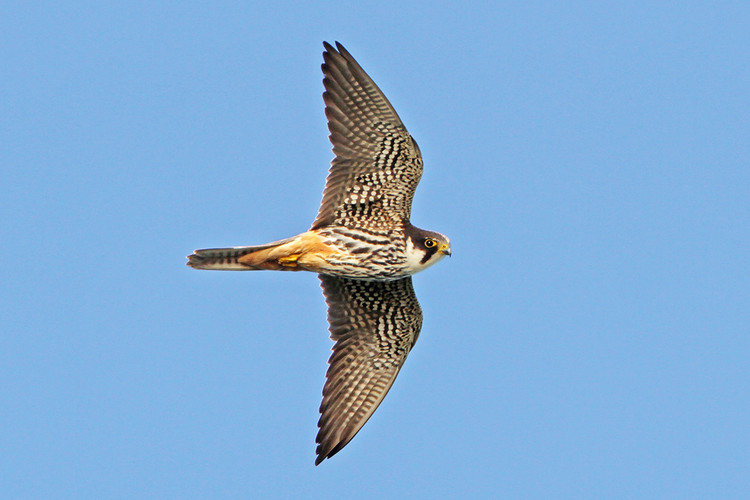 0328 lärkfalk IMG_8413.jpg
