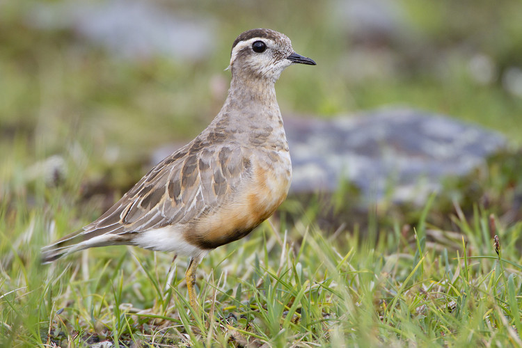 0419 FjällpipareMG_1166.jpg