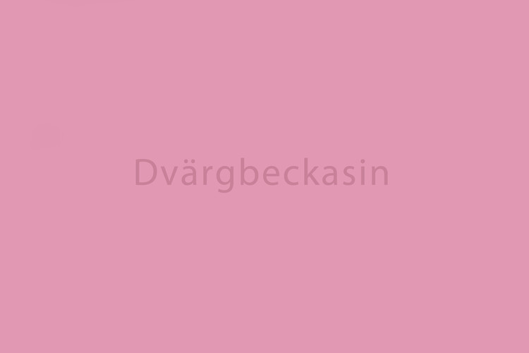 0502 Dvärgbeckasin.jpg