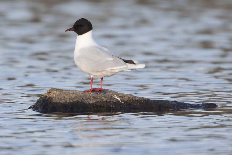 0529 Dvärgmås_MG_6316.jpg