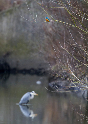 0717 Kungsfiskare_MG_7664.jpg