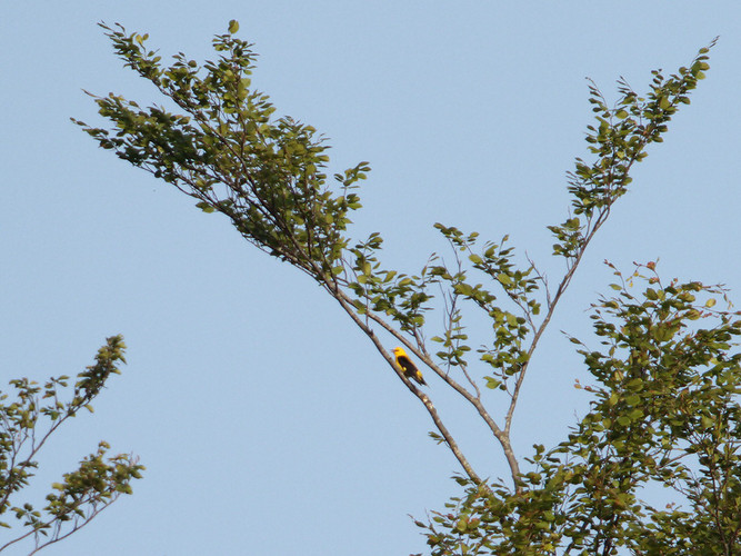 1105 Sommargylling_MG_1162.jpg