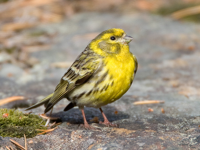 1127 gulhämpling_MG_9516.jpg