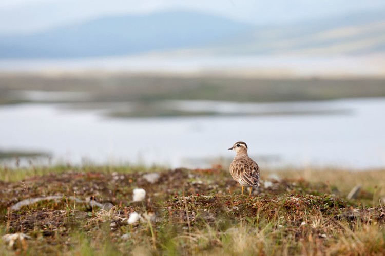 Fjällpipare IMG_8136.JPG