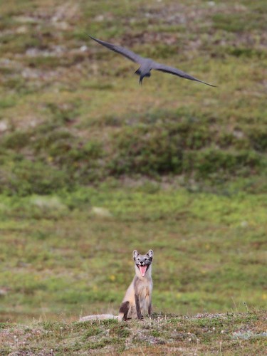 Fjällräv 466.JPG