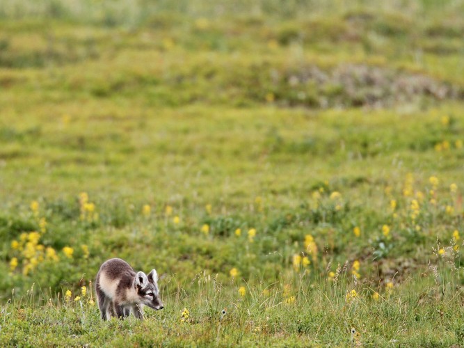 Fjällräv178.JPG