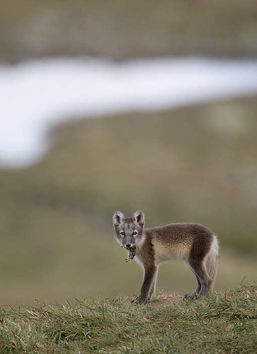 Fjällräv_N2J2511.JPG