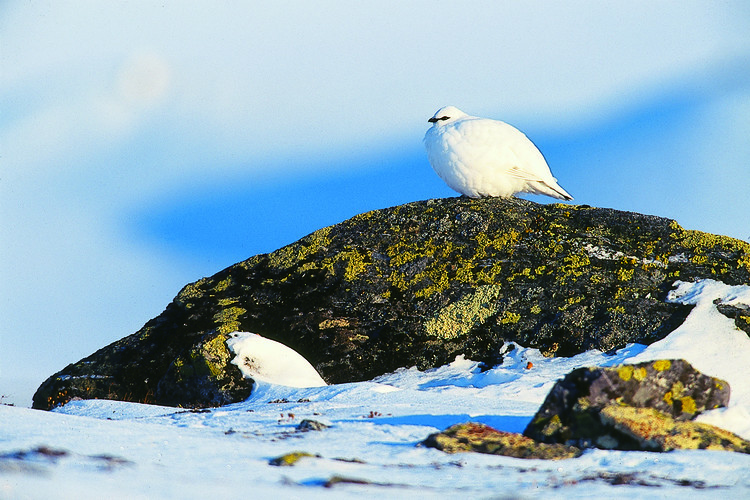 Fjällripa vinter.jpg