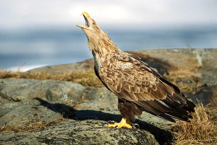 Havsörn55.jpg
