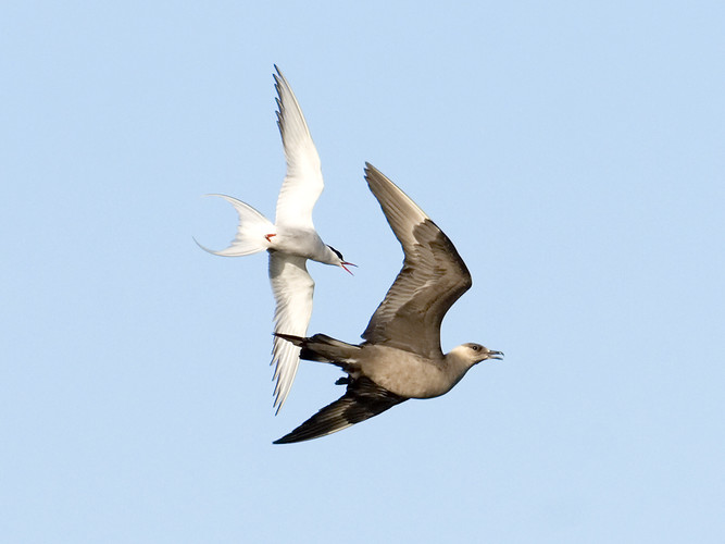 Kustlabb_MG_7918.jpg