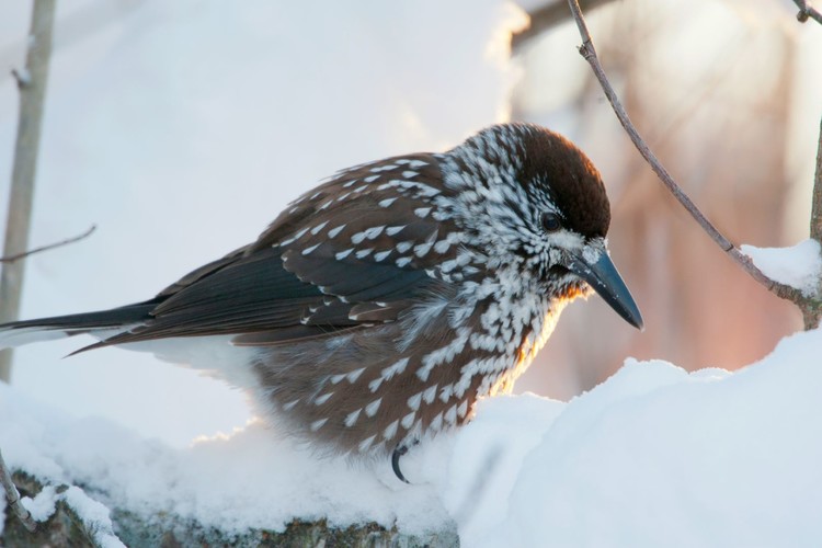 Nötkråka_58A7188.JPG