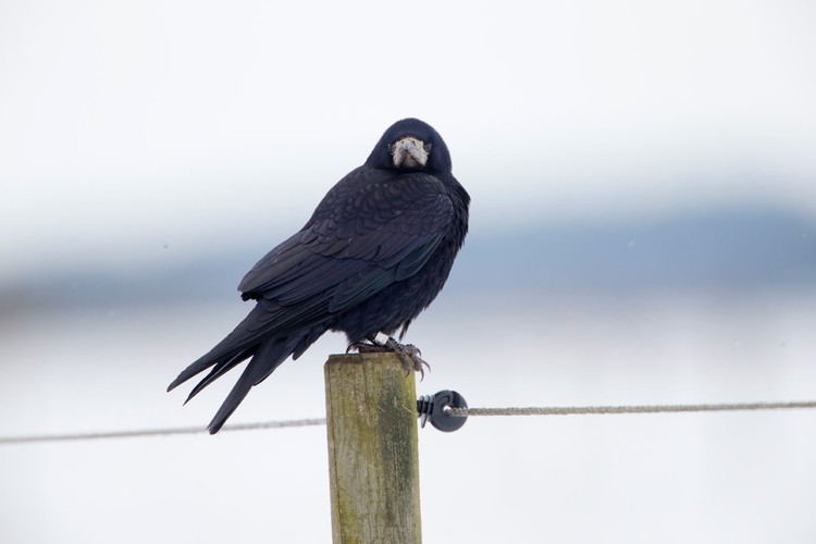 Råka_H9R2942.JPG