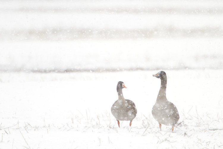 Sädgås_MG_9227.jpg