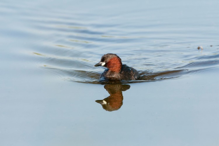 Smådoppin_MG_6224.JPG