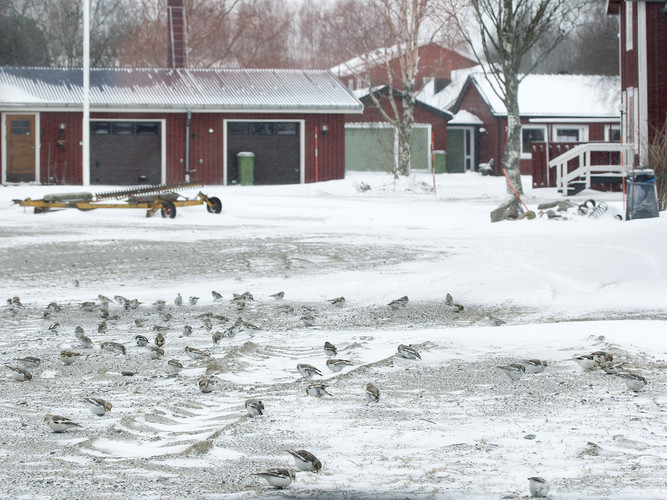 Snöspar 045.jpg