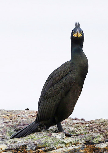 Toppskarv HR5084.jpg