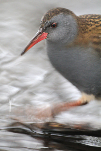 Vattenrall_M_3991.jpg