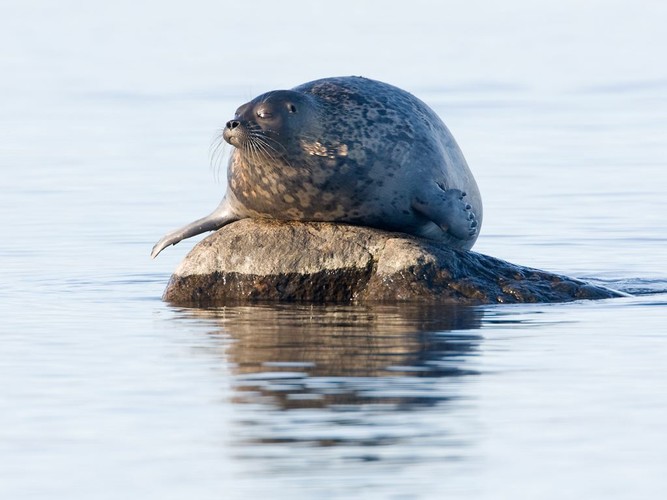 Vikaresäl_MG_7841.JPG
