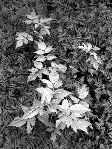 _MG_1034.JPG