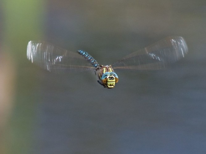 _MG_2936.JPG