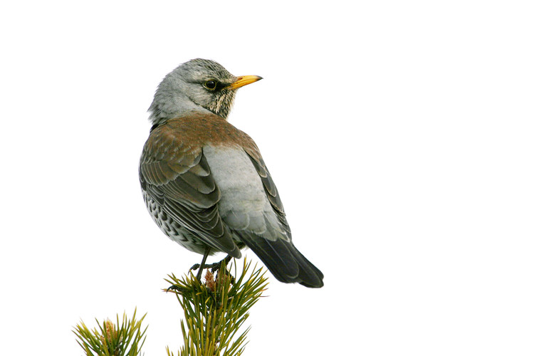 björktrast IMG_0144.jpg