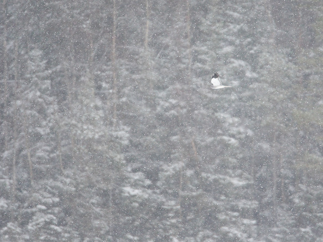 blå kärrhök_58A4880.jpg