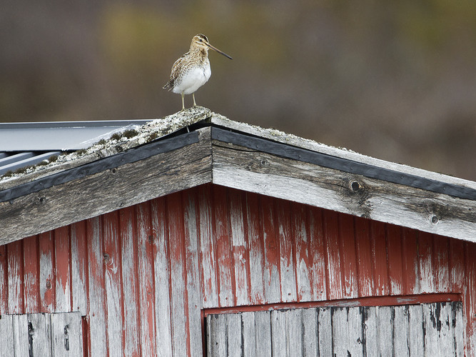 enkelbecksin_MG_8825.jpg