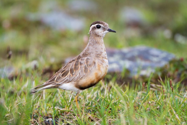 fjällpip_MG_1166.JPG