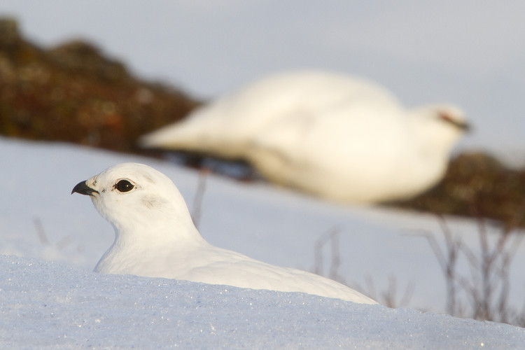 fjällripa_MG_9346.jpg