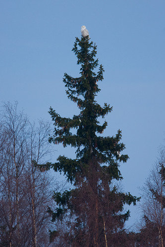fjälluggla_MG_1298.jpg