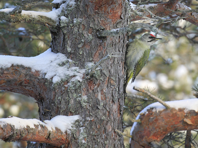 gråspett_MG_4447.jpg