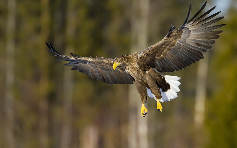 havsörn_MG_4847.jpg