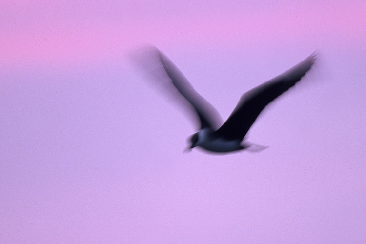 kustlabbF1000005.jpg