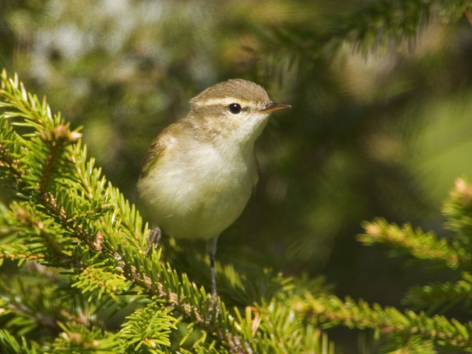 lundsångare_N2J9380.jpg