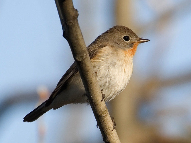 mindre flug8343.jpg