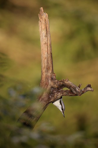 nötväcka_I0B1294.jpg