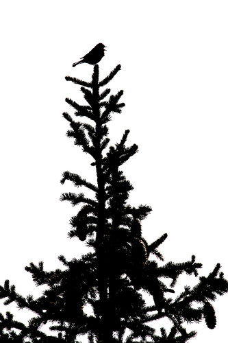 rödhake_N2J1596.jpg