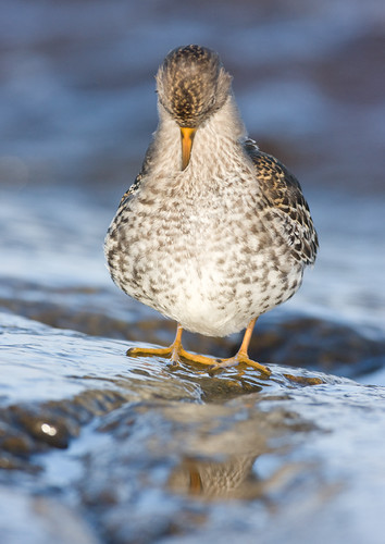 skärsnäppa_MG_7657.jpg