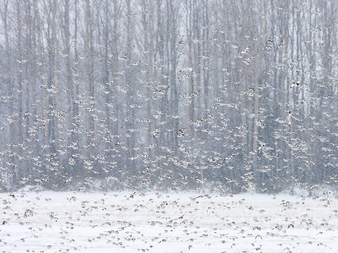 snösparv_MG_4310.jpg