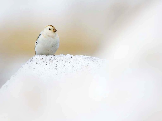 snösparv_N2J1223.jpg