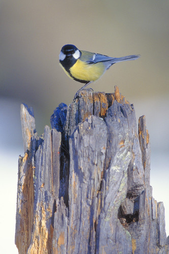 talgoxe IMG0055.jpg