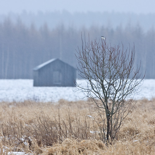 varfågel_MG_1243.jpg