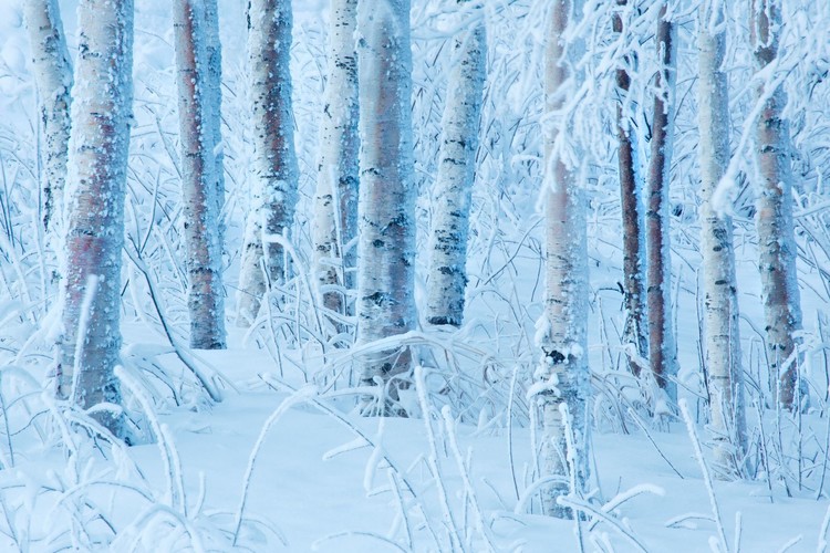 vinterskog absolut_I0B0089.JPG